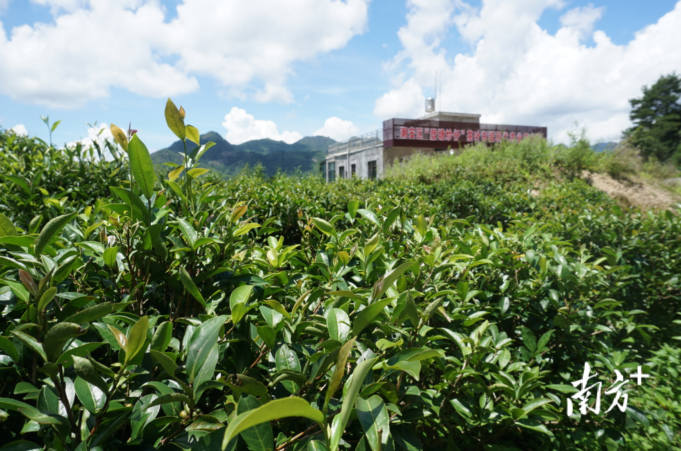 “95”后小伙李俊经营的茶叶公司成为潮安区“登塘炒仔”茶叶2020年市级现代农业产业园项目牵头实施单位。陈树洁 摄