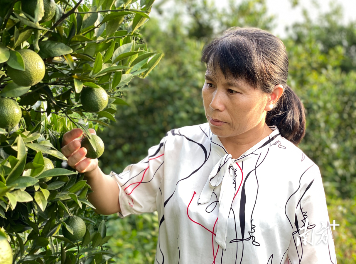 潮州市果树研究所种植近100亩潮州柑。图为谢素金观察潮州柑生长情况。  南方+ 陈树洁 拍摄