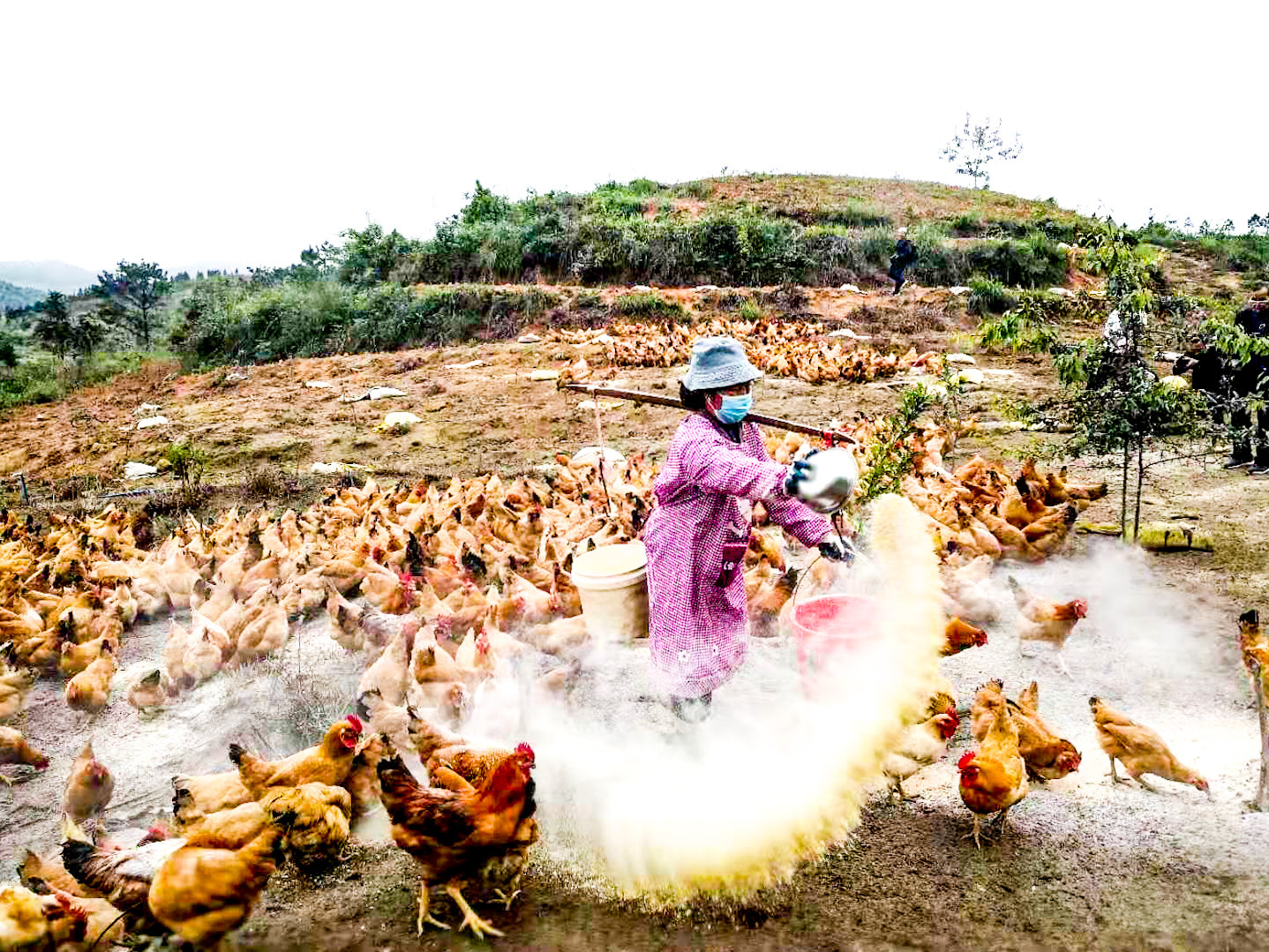 农户正在使用天然饲料喂养鸡。赖南坡 摄