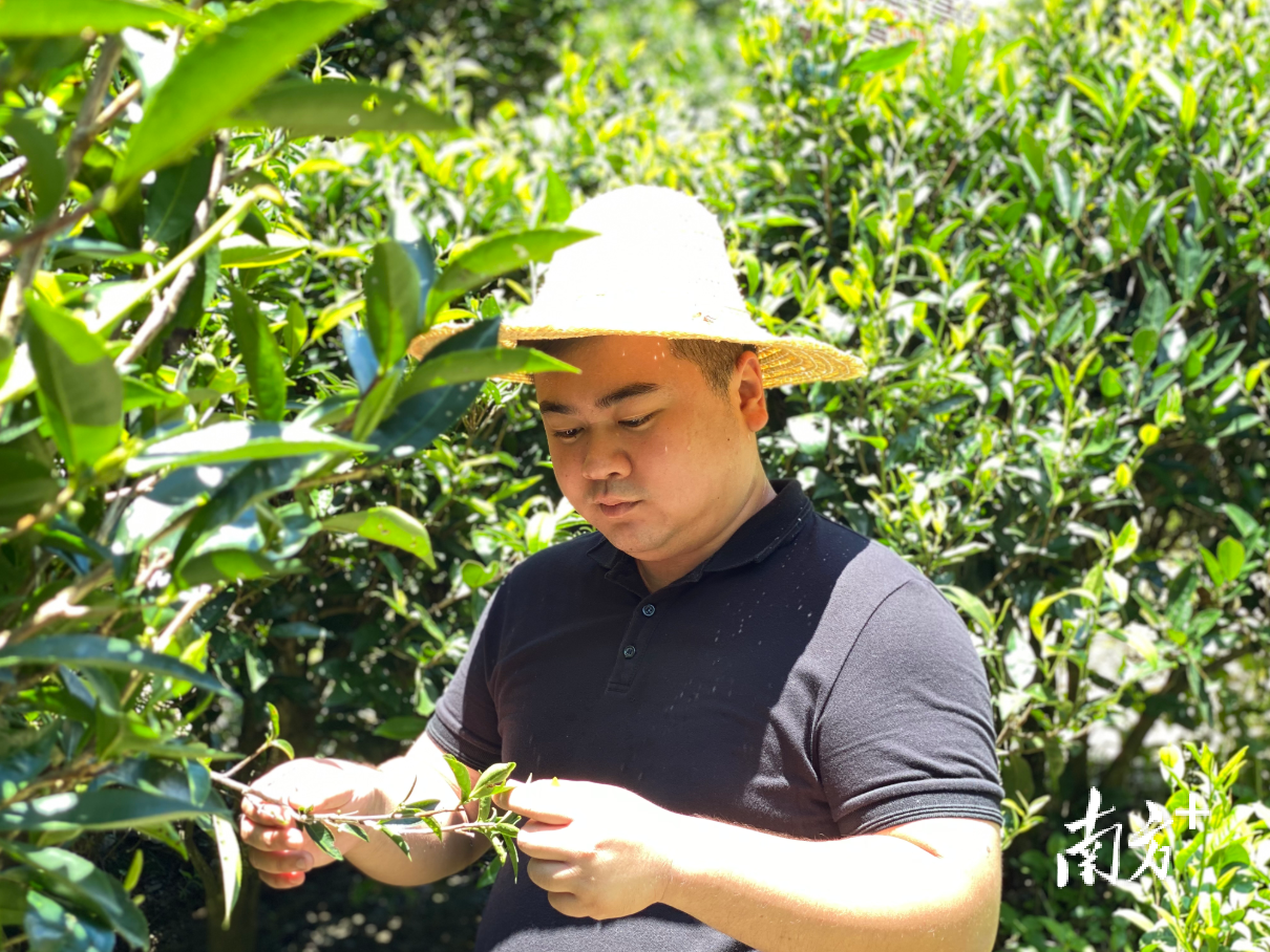 李俊从对茶叶一窍不通到如今经营着200多亩的茶园。陈树洁 摄