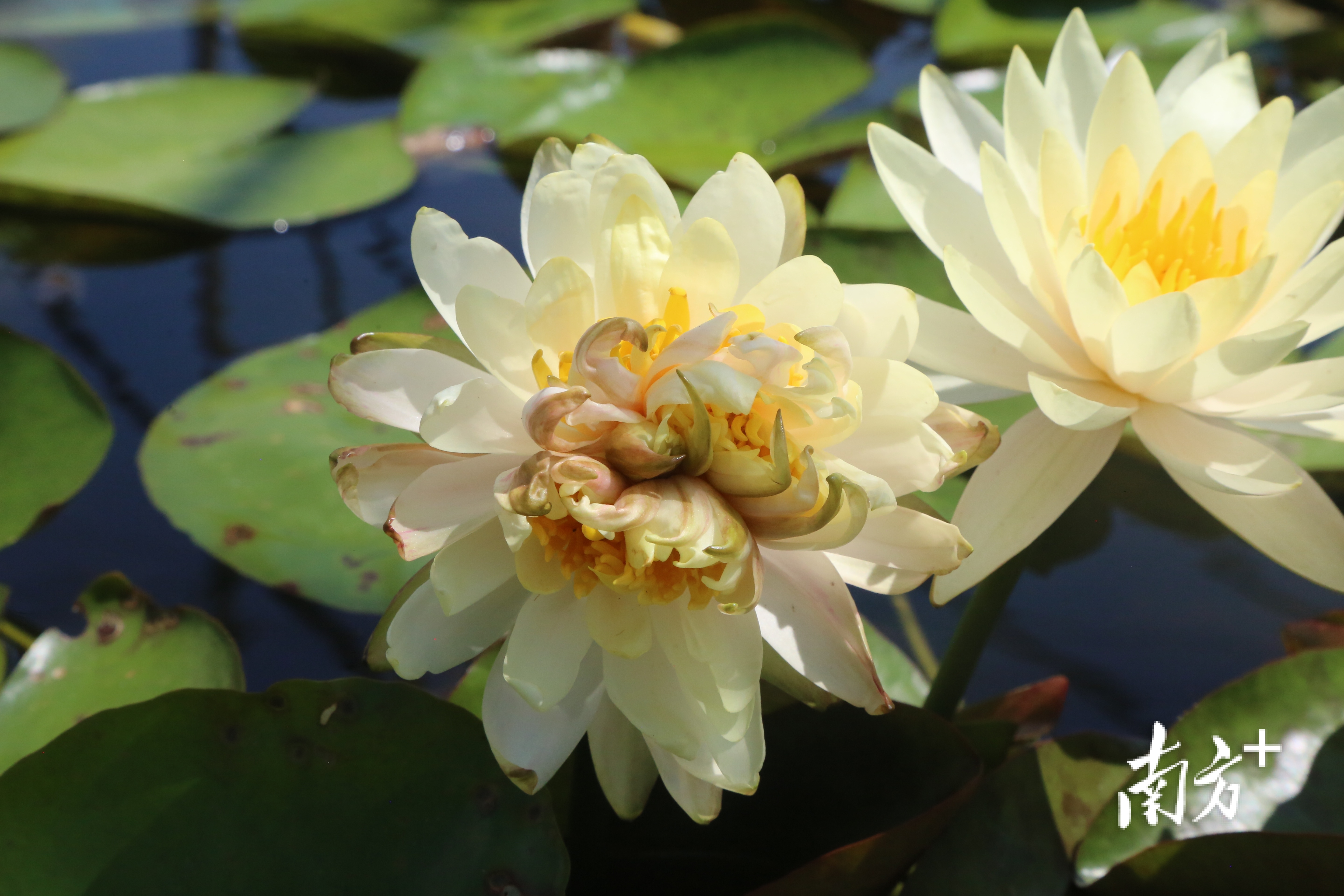 全球首例广州莲花山惊现七芯睡莲奇观