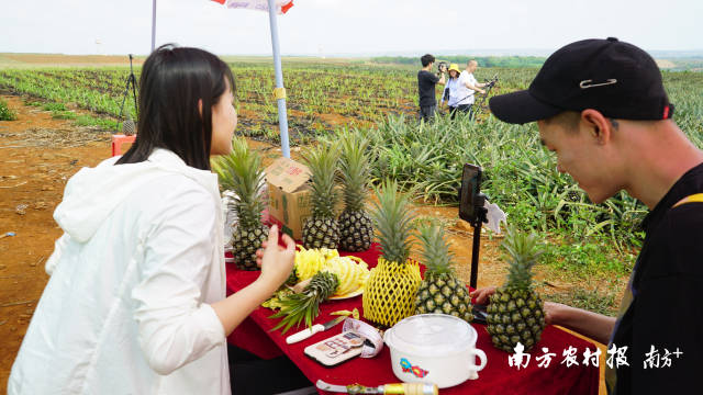 2021年，王泽锋团队再到徐闻菠萝的海直播带货。