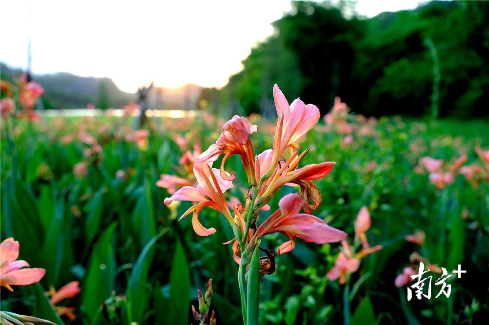 黄江湿地公园里的美人蕉竞相开放。李鄂摄
