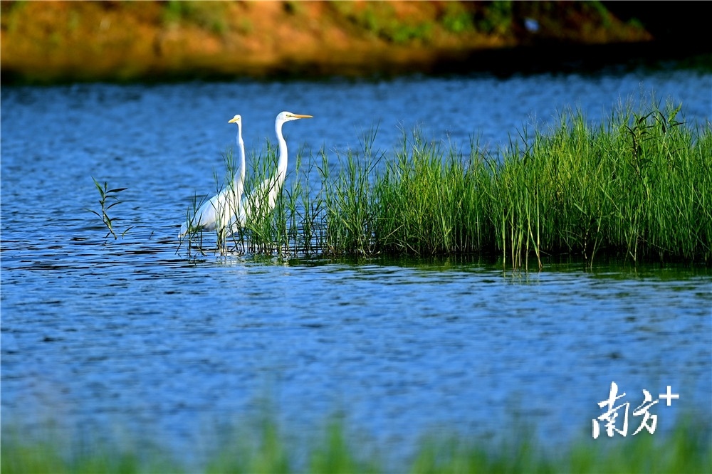 随着生态改善，鹭鸟也多了起来。李鄂摄