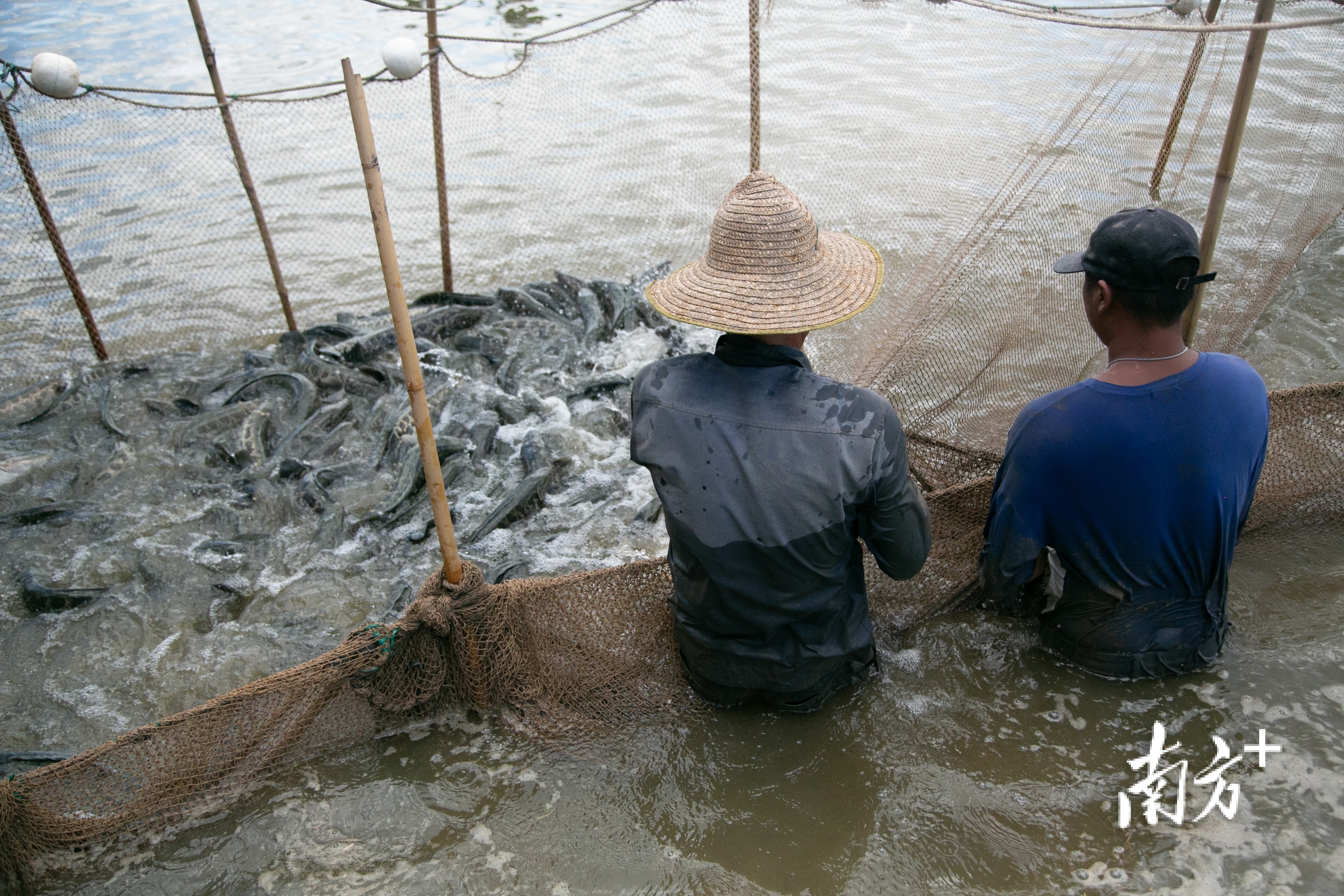 南方+ 卢子衡 制图