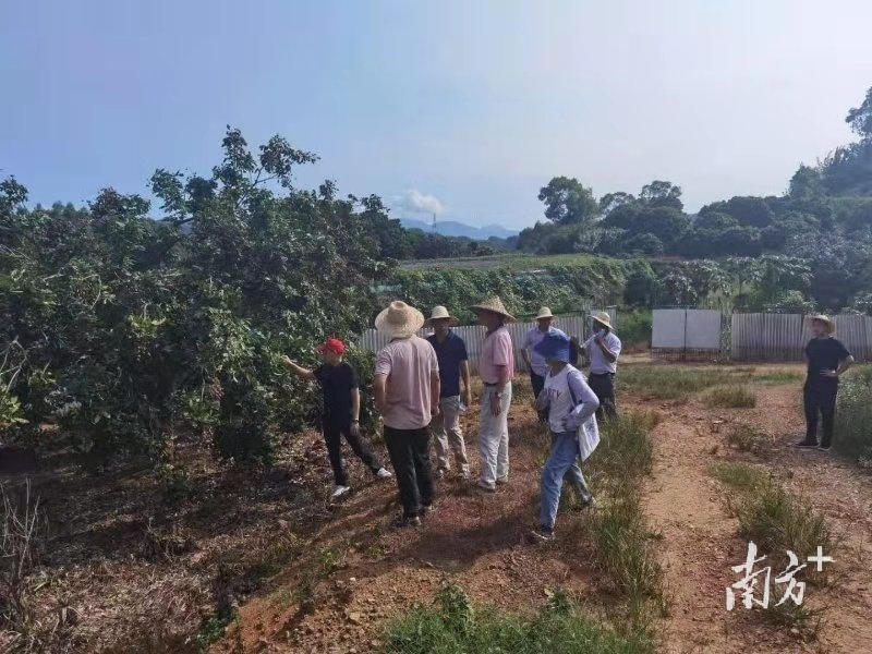 专家现场调研。