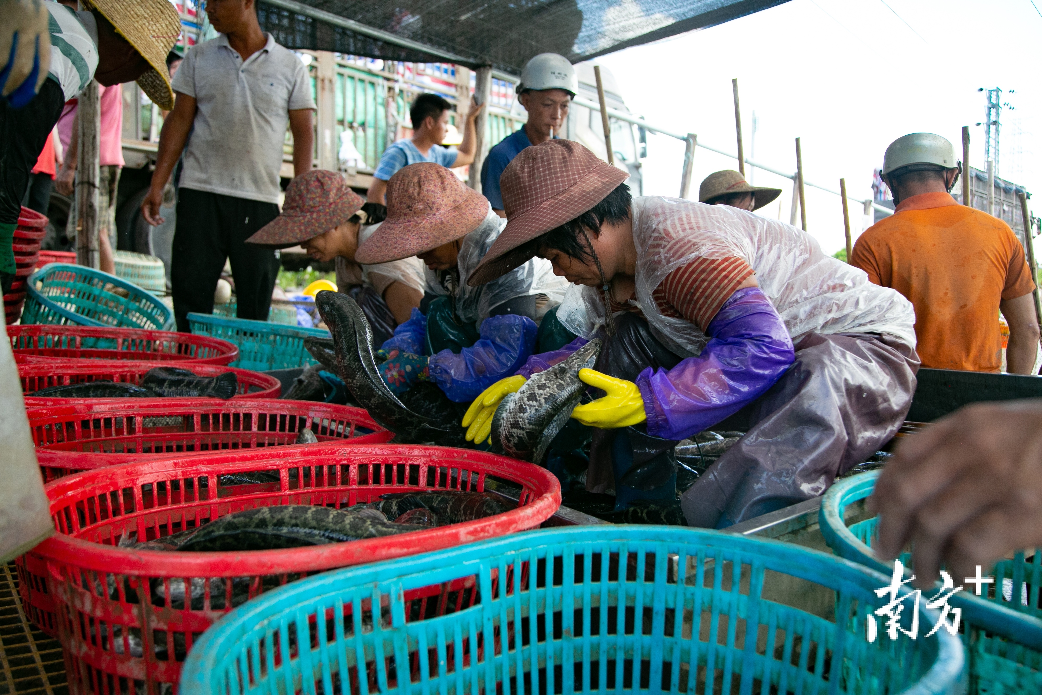 南方+ 卢子衡 制图