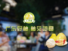 广东柚“柚柚柚柚柚”上央视！