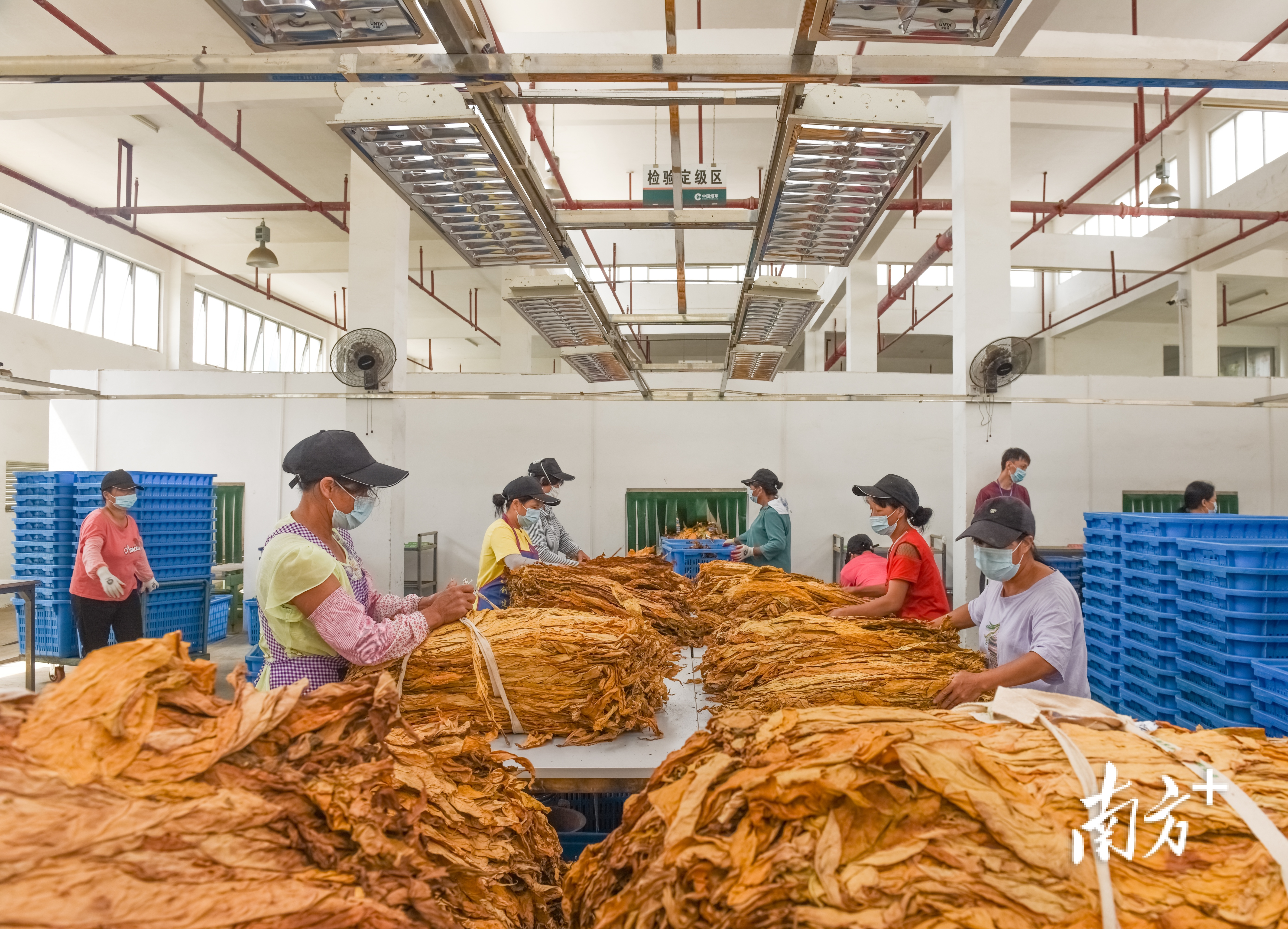 乳源大桥镇:捆捆黄金叶 铺就小康路