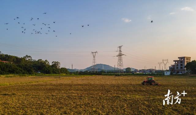 夕阳西下，沈笑芬开着拖拉机在收割完水稻的田间来回耙田，一群鸟儿在上空盘旋寻找食物。  南方+ 肖雄 拍摄