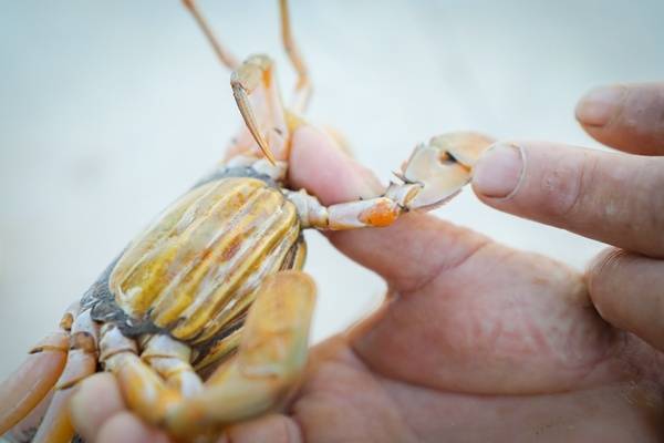 黄油蟹的一个典型特征，蟹腿处的关节呈金黄色