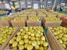 六大重点任务！今年广东柚“12221”这样布局