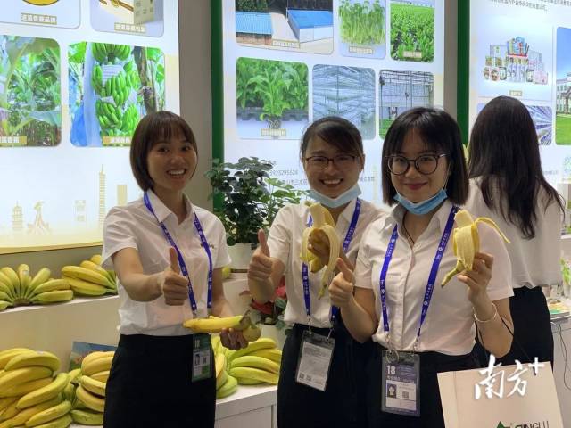 广东遂溪香蕉亮相东博会，国际农业合作成果与您共享