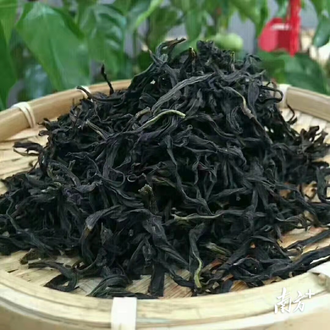 凭借东光村独特气候、环境,种出来的单丛茶品质好、甜度高,口感丰富。通讯员供图 凭借东光村独特气候、环境,种出来的单丛茶品质好、甜度高,口感丰富。通讯员供图