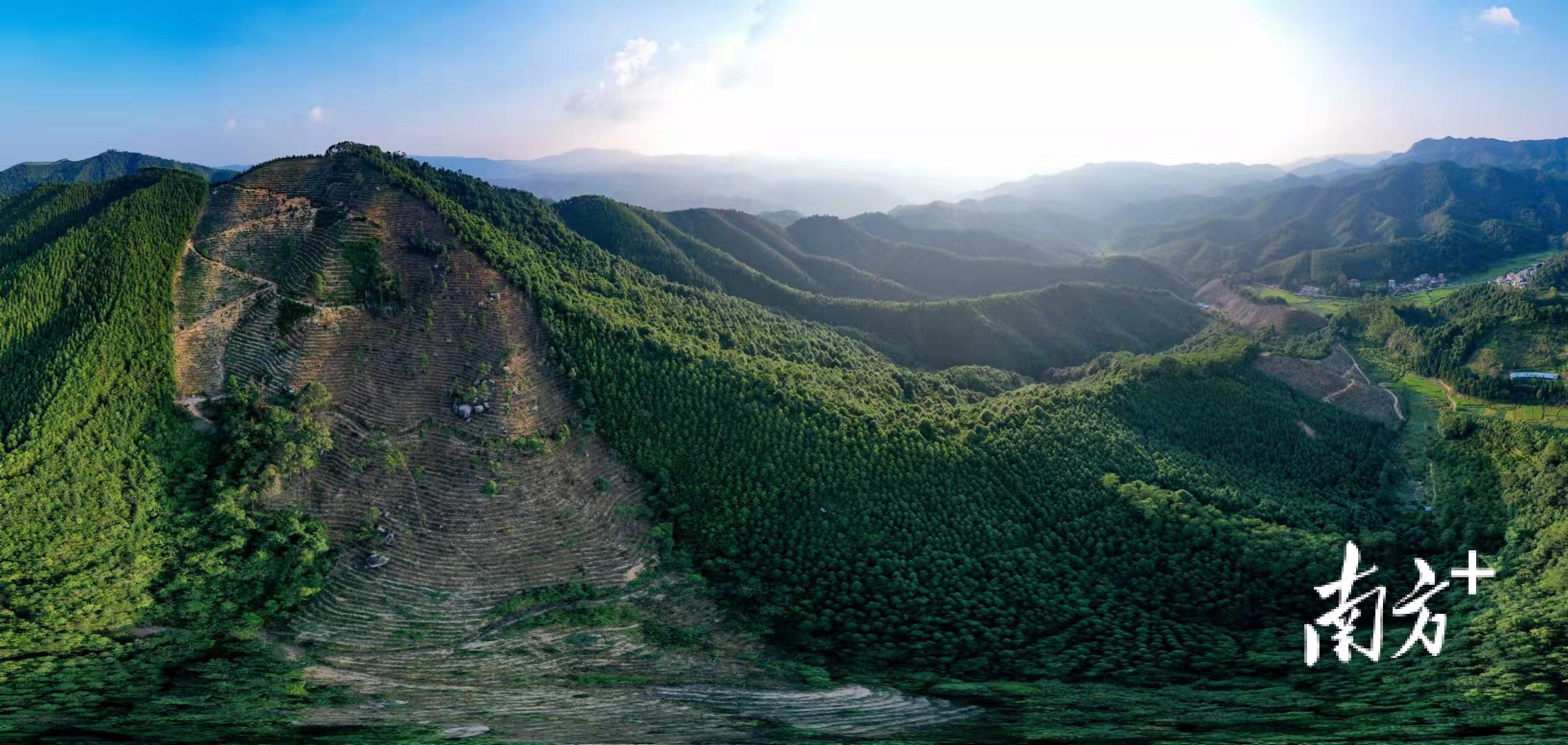 东顶云海茶场,放眼望去,漫山的茶树犹如一排排列队的士兵,昂首挺胸占据着整个山坡。通讯员供图 东顶云海茶场,放眼望去,漫山的茶树犹如一排排列队的士兵,昂首挺胸占据着整个山坡。通讯员供图