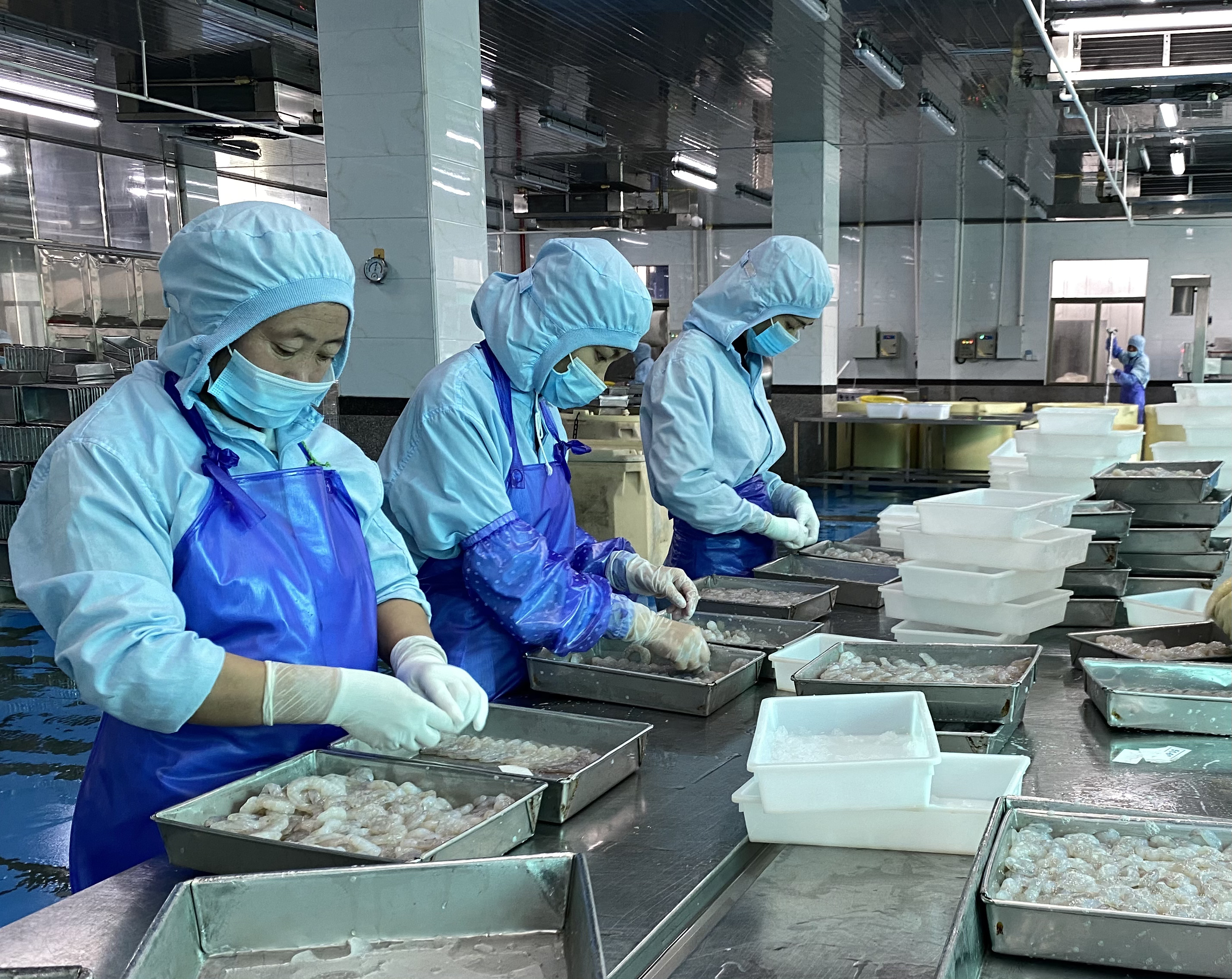 潮州海产品加工现场。陈树洁 摄  