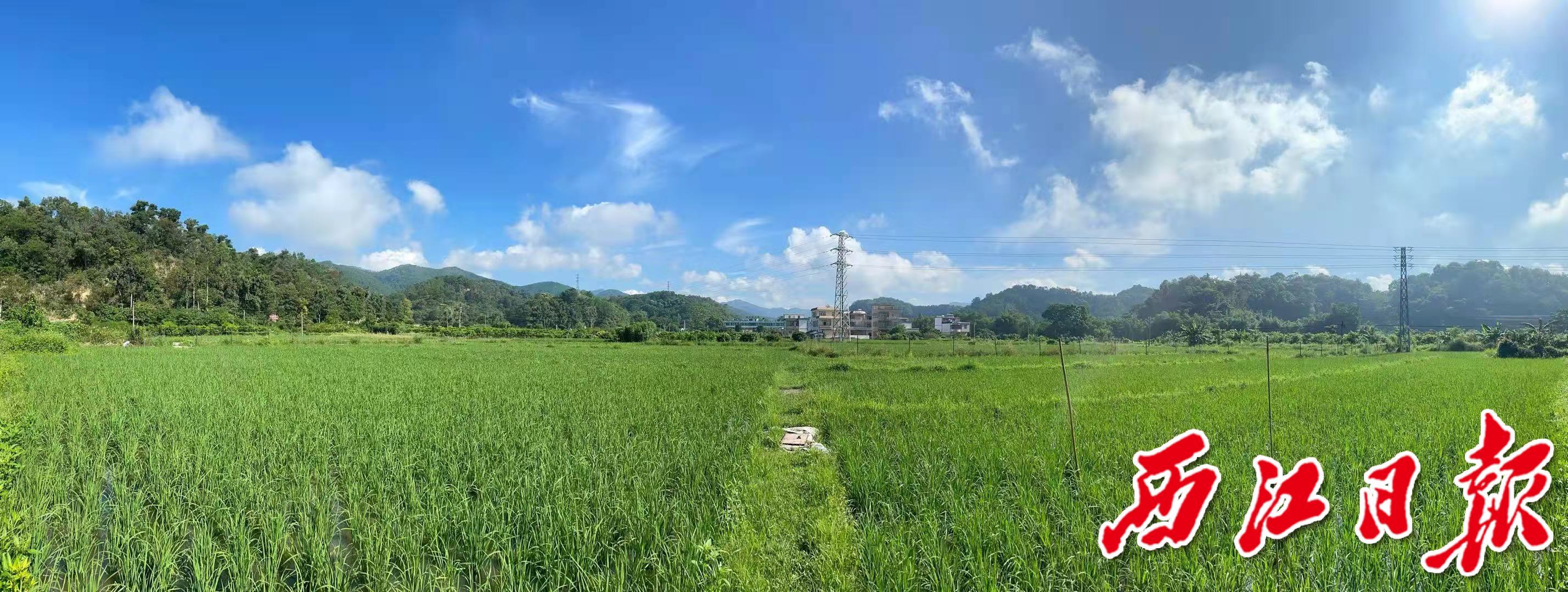 他潜心研究种植生态水稻,立志让米饭更好吃