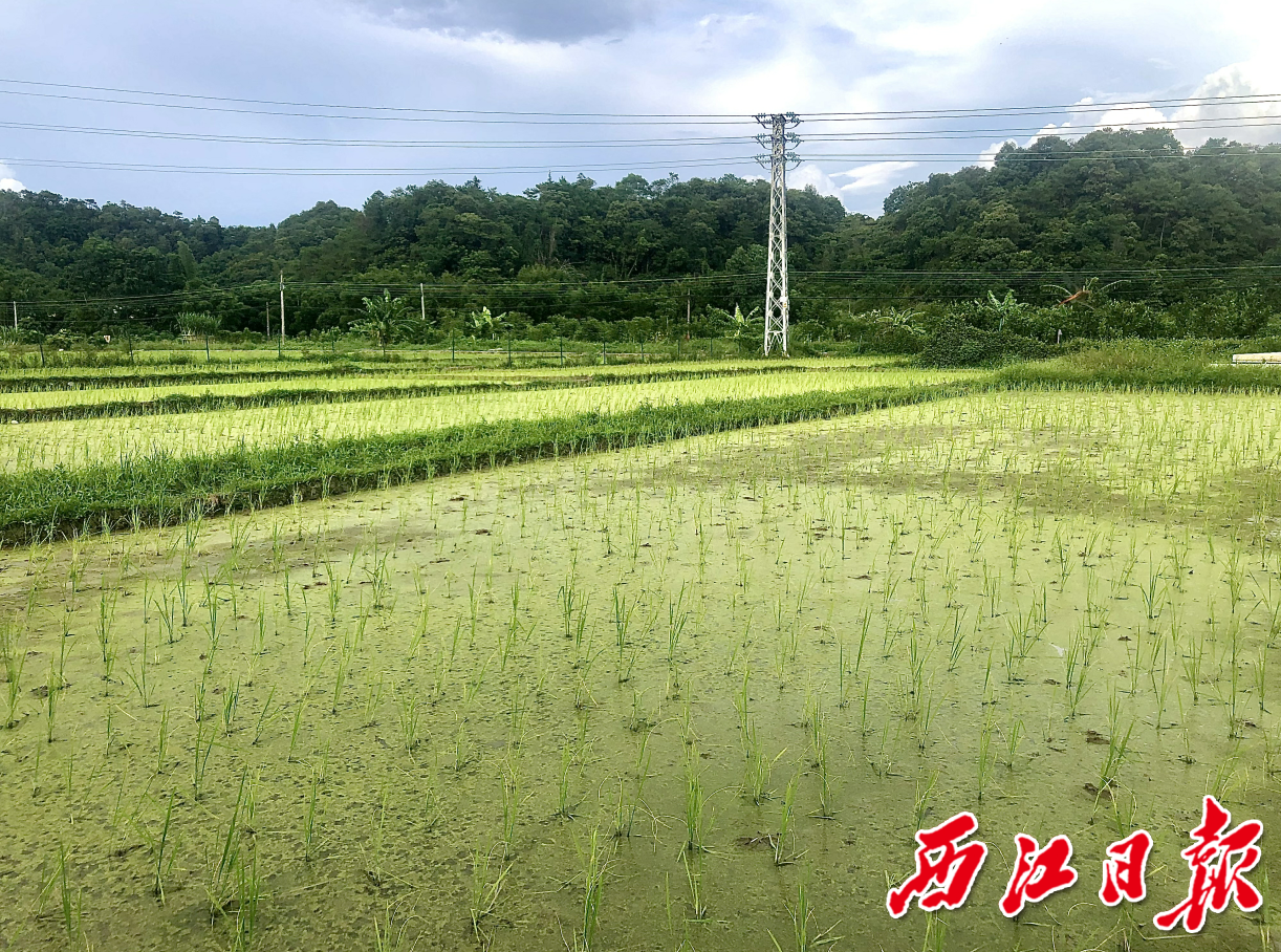 德庆县东璞生态农业有限公司种植的生态水稻。杨永新 摄  