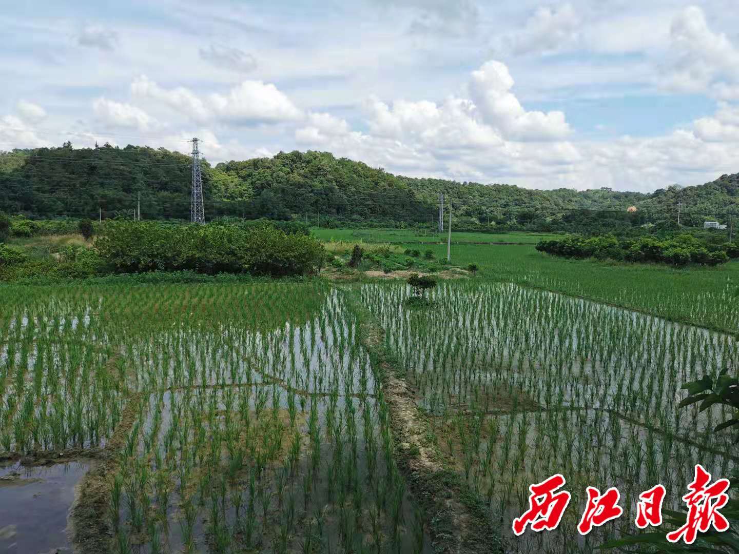 德庆县东璞生态农业有限公司种植的生态水稻。杨永新 摄  