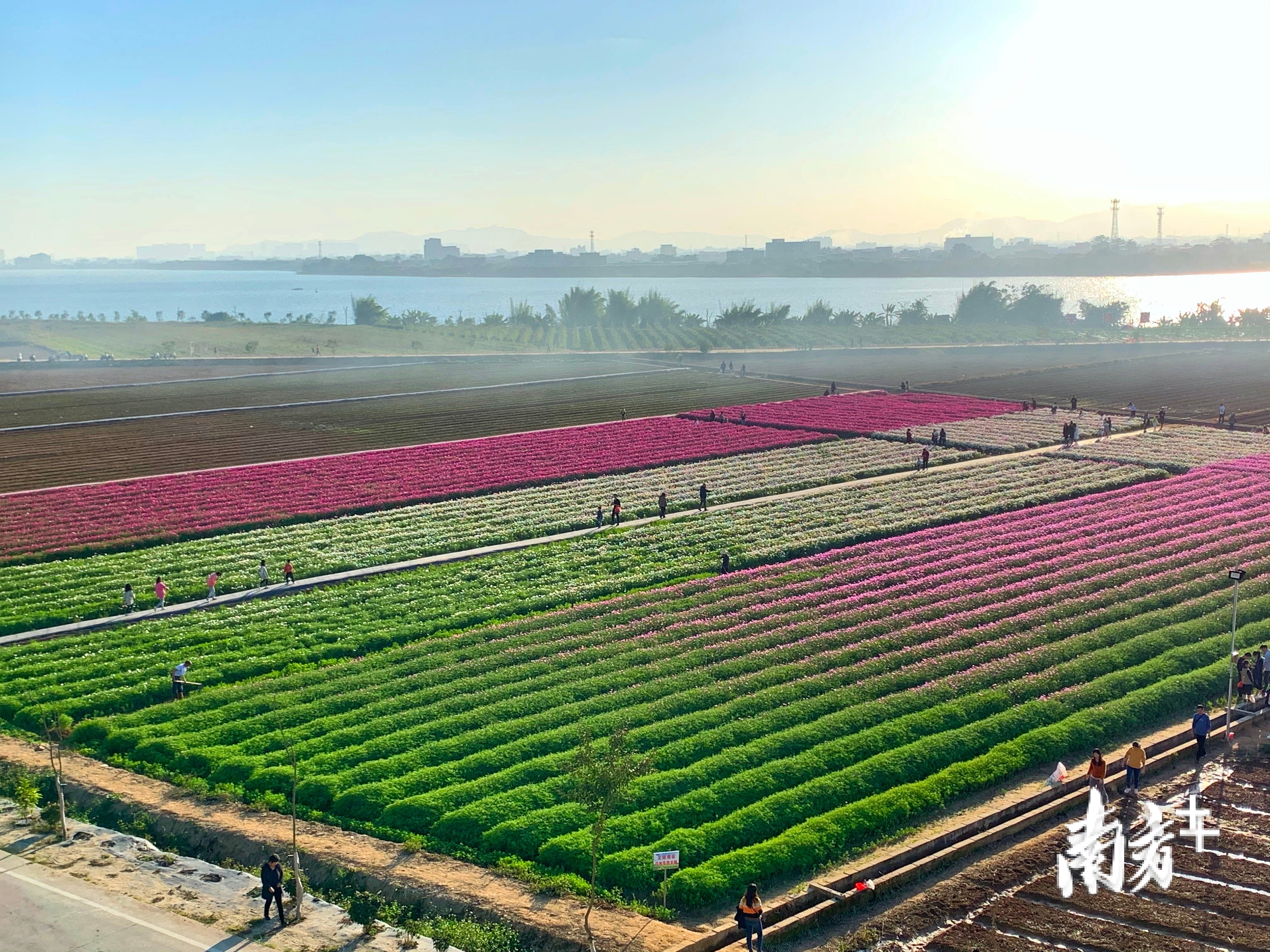 江东镇下湖村。 江东镇下湖村。