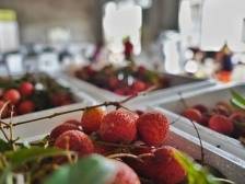 农药残留最快10分钟可检出！茂名食品流通实现闭环监管