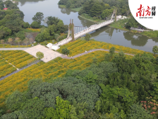 南方视频 | 一波秋色来袭！广州海珠国家湿地公园硫华菊绽放迎中秋国庆