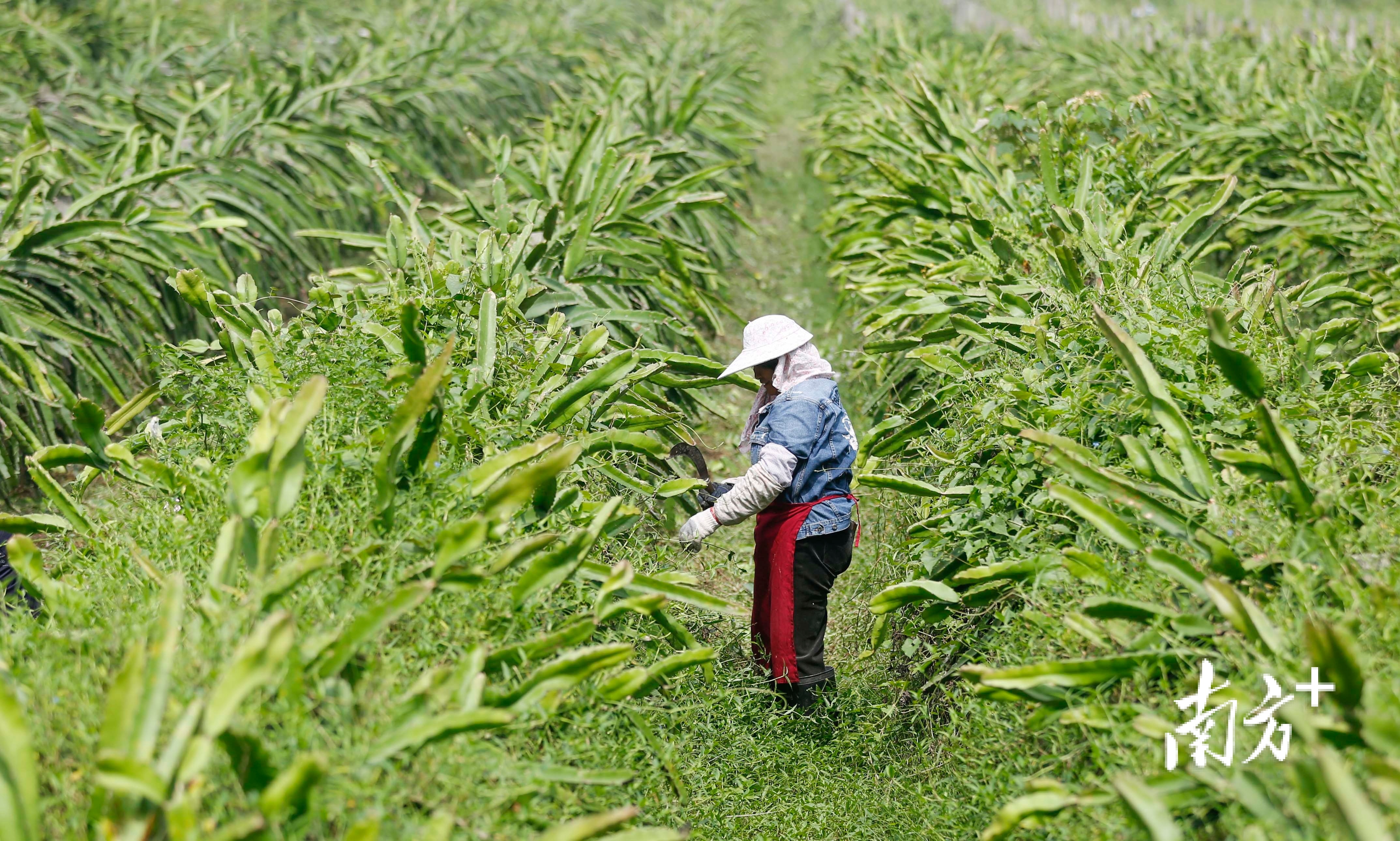神湾镇农民在田间种植管理水果。 南方+ 叶志文 拍摄 神湾镇农民在田间种植管理水果。 南方+ 叶志文 拍摄