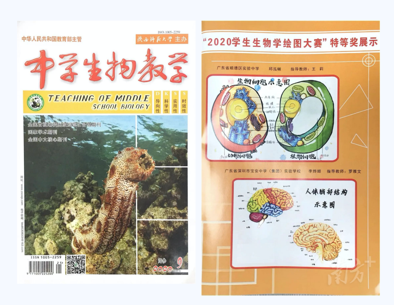 画笔下的生物学有多美 顺德区实验中学学生们告诉你 南方plus 南方