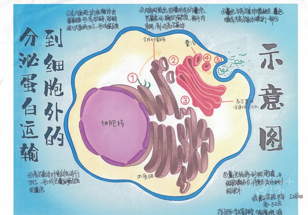 霍婉晴、李铠琳绘制了分泌蛋白合成与分泌过程，将重点知识直观地呈现出来。