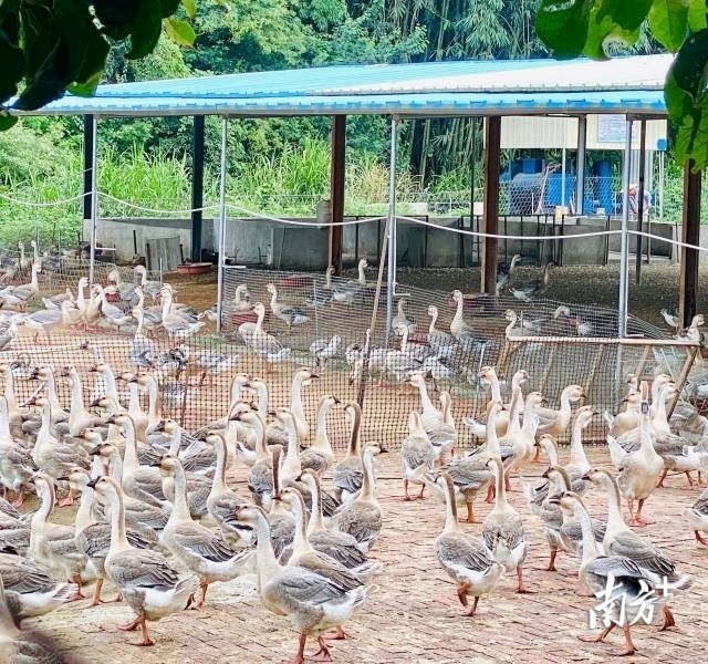 狮头鹅养殖基地。陈树洁 摄&nbsp;