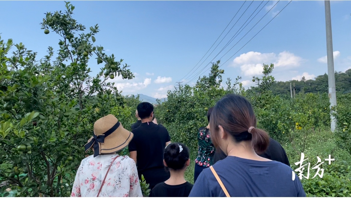 认养贡柑树的游客络绎不绝。&nbsp;