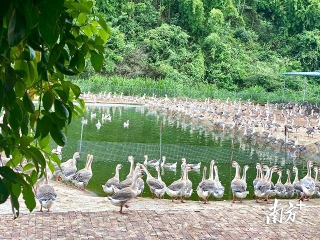 狮头鹅养殖逐年规模化。陈树洁 摄&nbsp;&nbsp;