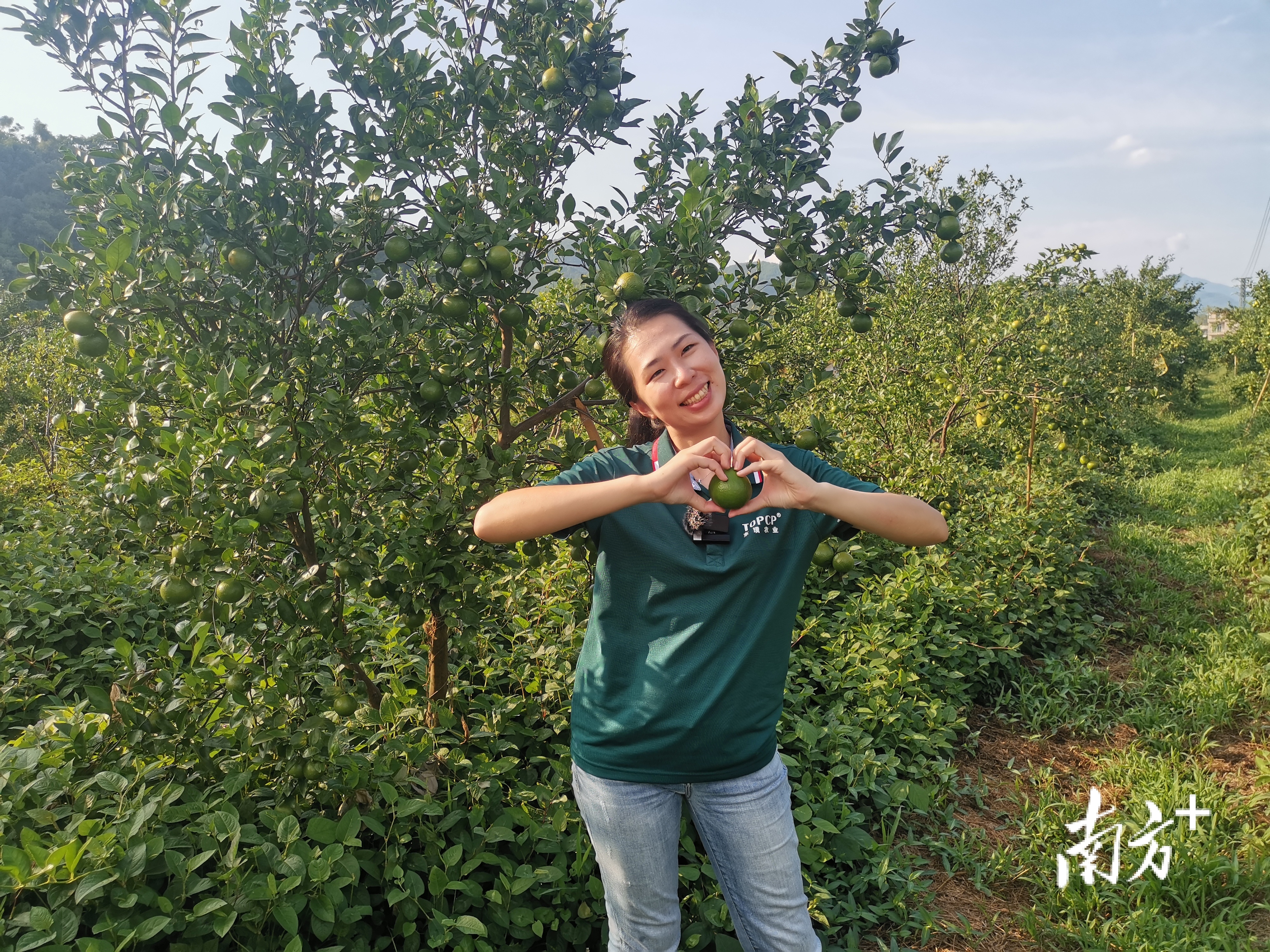 扎根德庆农村八年，每一棵贡柑树都倾注了陈慧的心血。&nbsp;