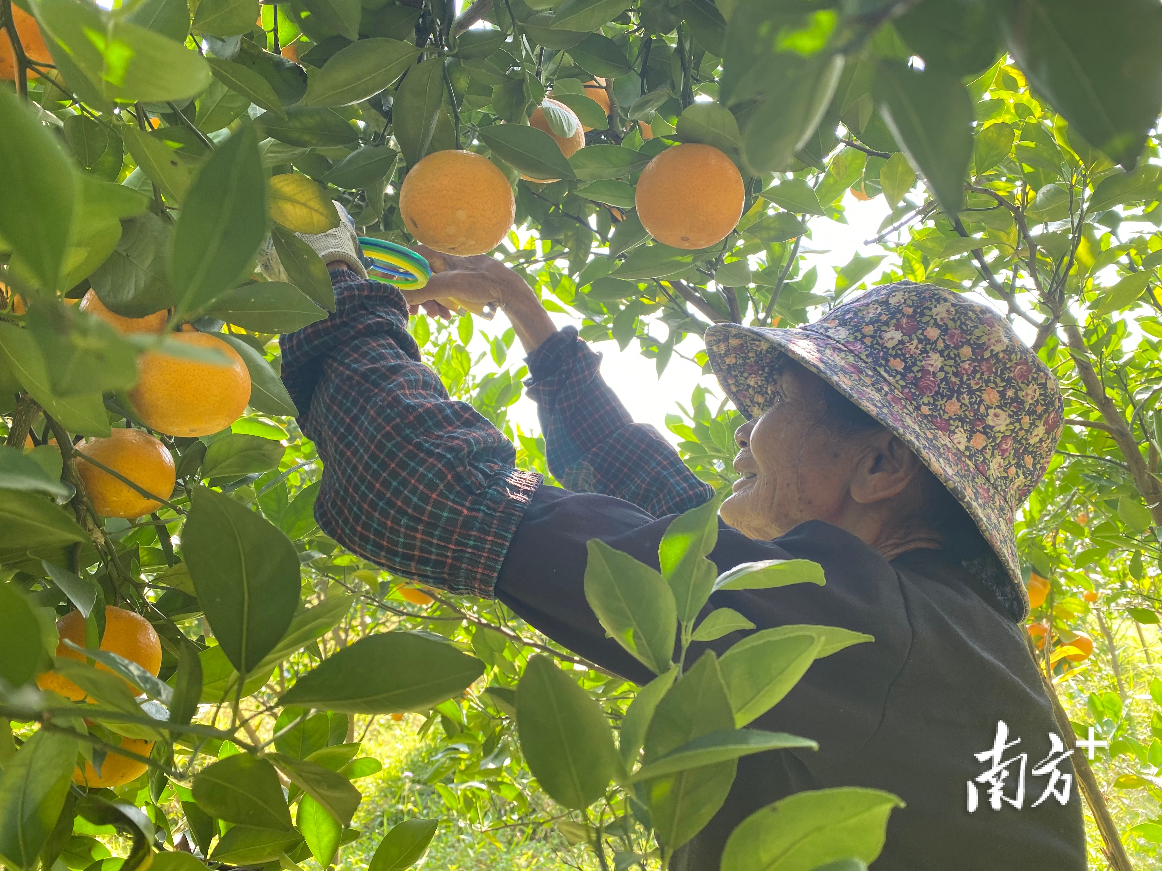 无。  南方+ 杨慧荣 拍摄