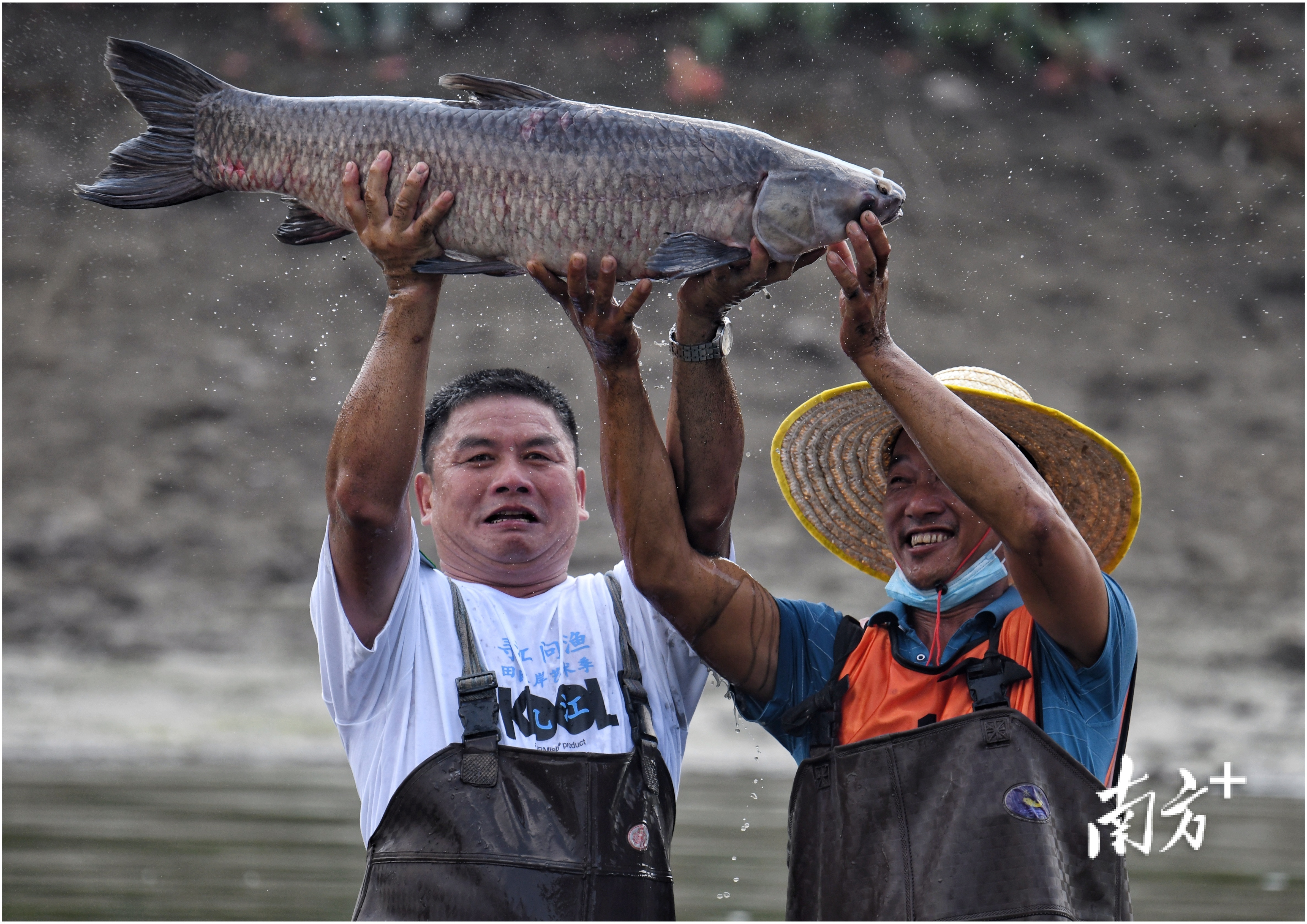 多图捉塘底抛鱼网南海九江欢庆丰收节