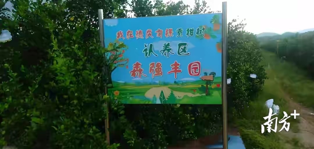 贡柑认养区。&nbsp;