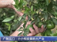 丰收在即，央视又双叒叕关注新会柑，富民兴村成果喜人