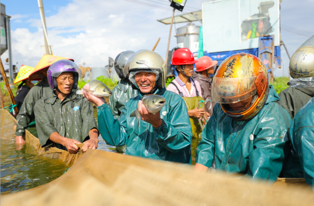 8月27日,在广州市南沙区渔业产业园内,渔农们正在捕鱼.