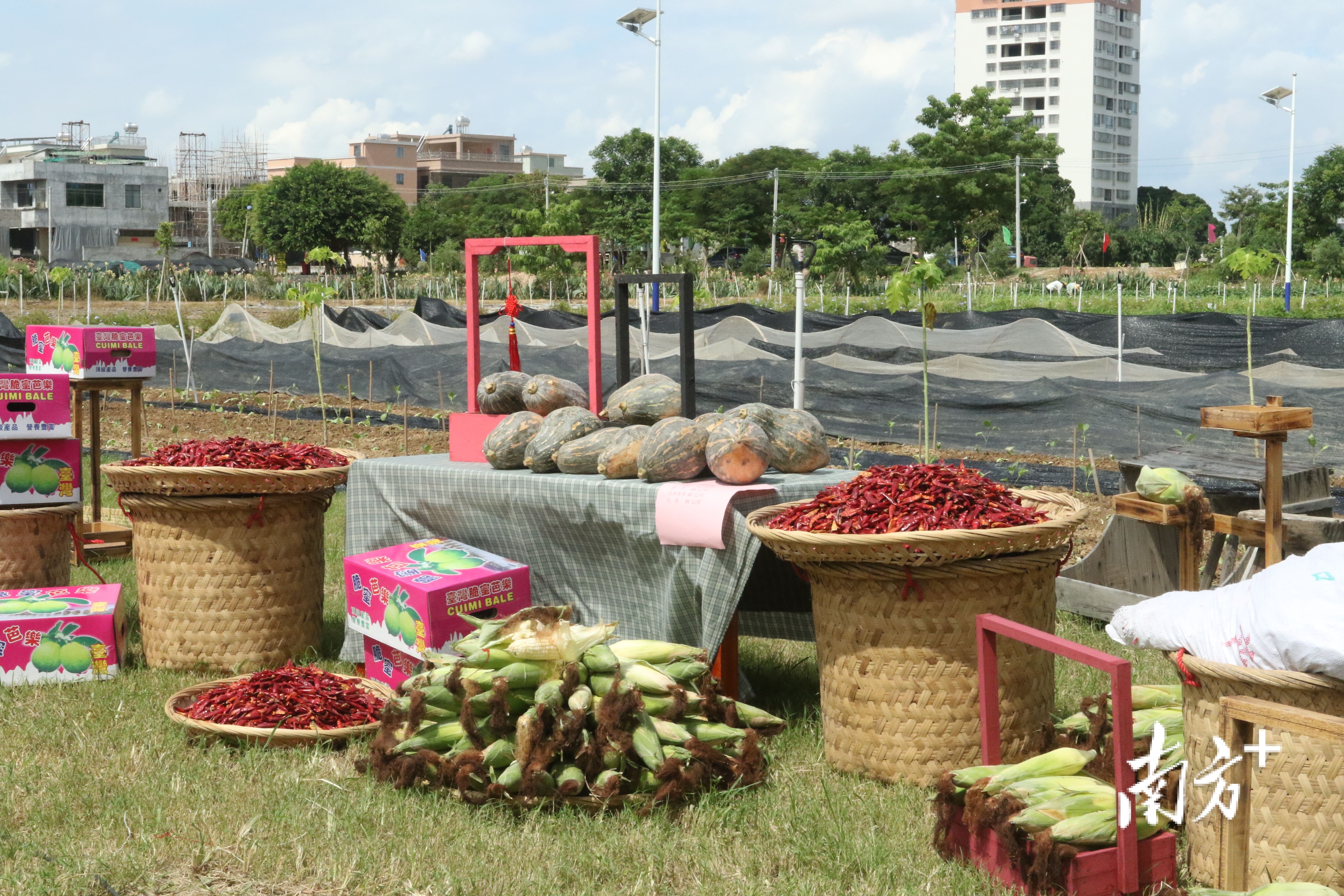 活动现场。陈树洁 摄