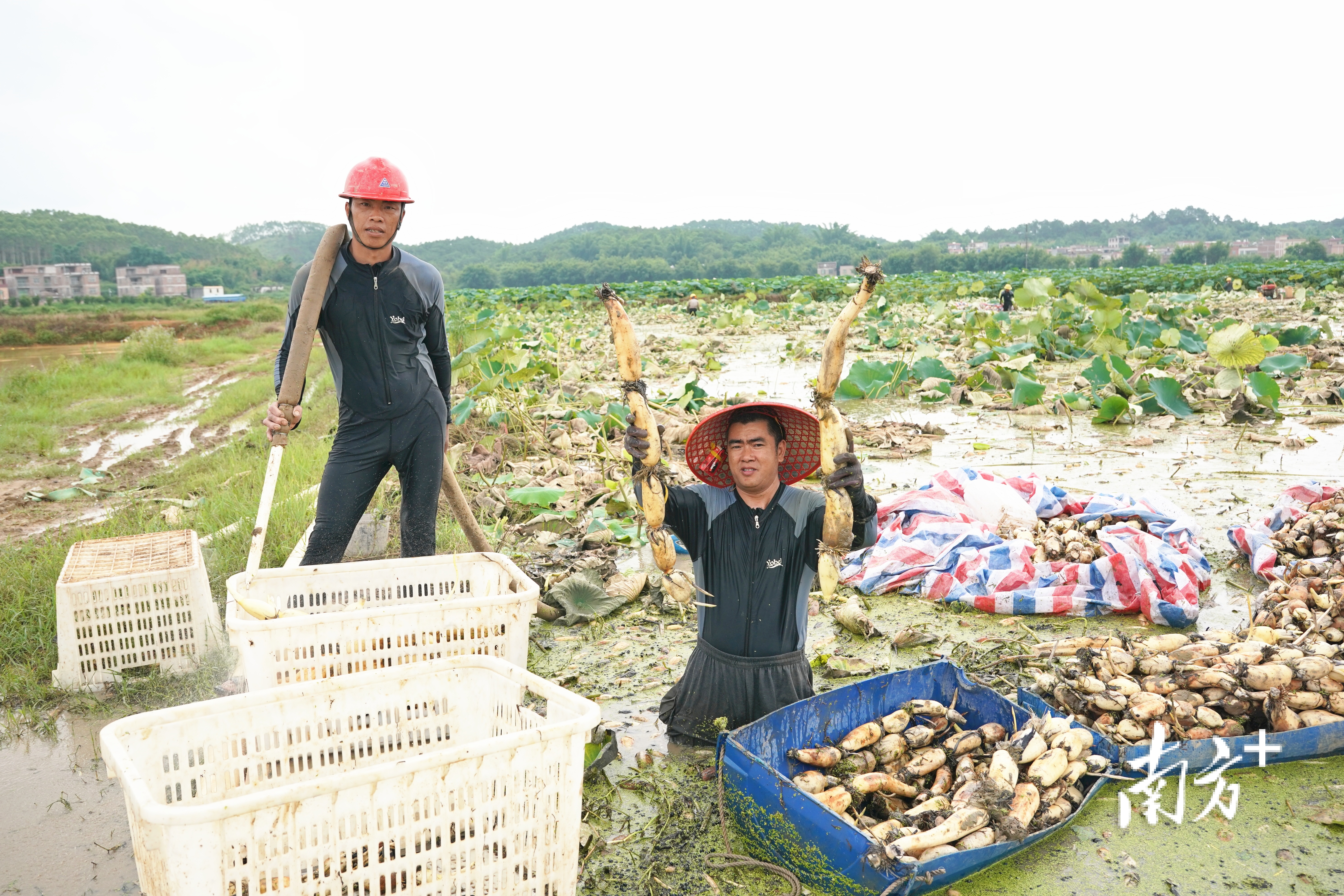 经过高标农田项目改造后，怀集撂荒耕地变良田，农业企业承包成片土地，规模化种植韭菜花和莲藕。怀集县供图