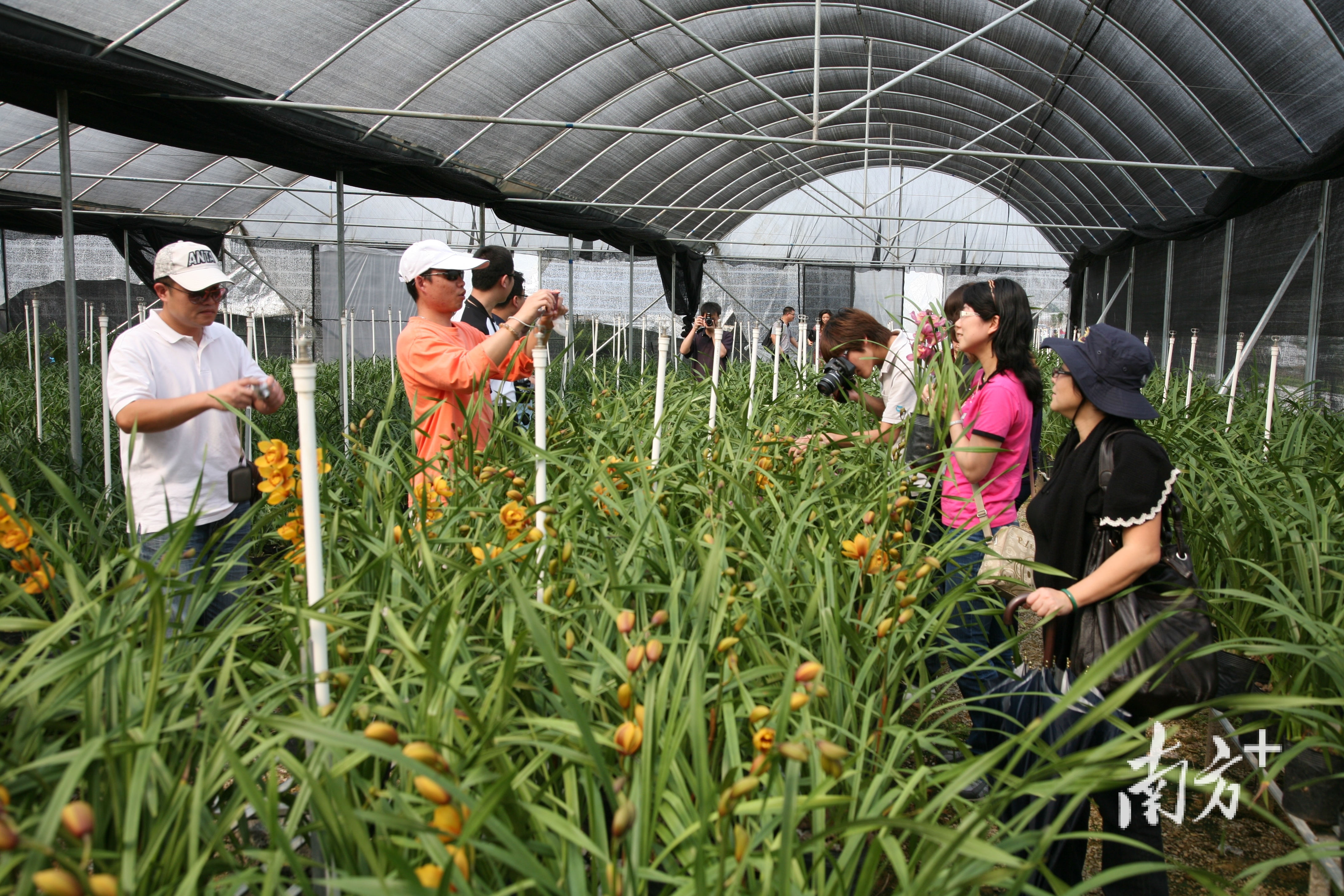 來自各地的遊客參觀翁源縣蘭花種植基地.翁源縣委宣傳部供圖