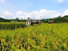 你能想到的丰收场景，这些粤美乡村都有了