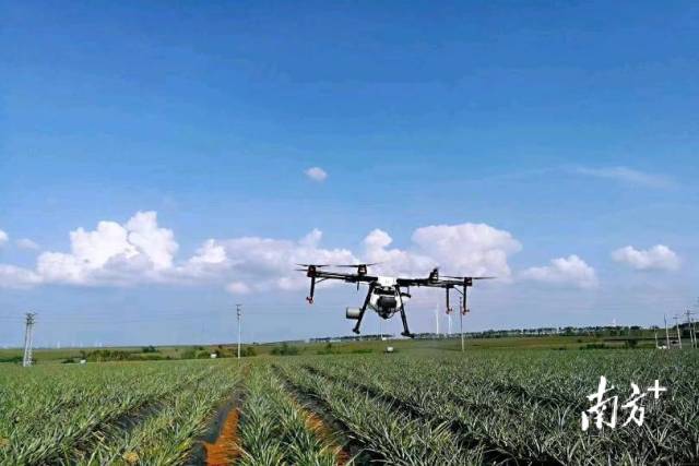 智慧无人植保机科学控制喷施菠萝叶面肥及农药  