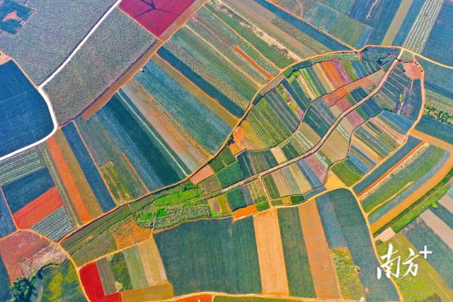 徐闻菠萝的海 郭龙碧摄