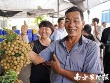 饶平与高州联手编织助农网，龙眼丰产又丰收