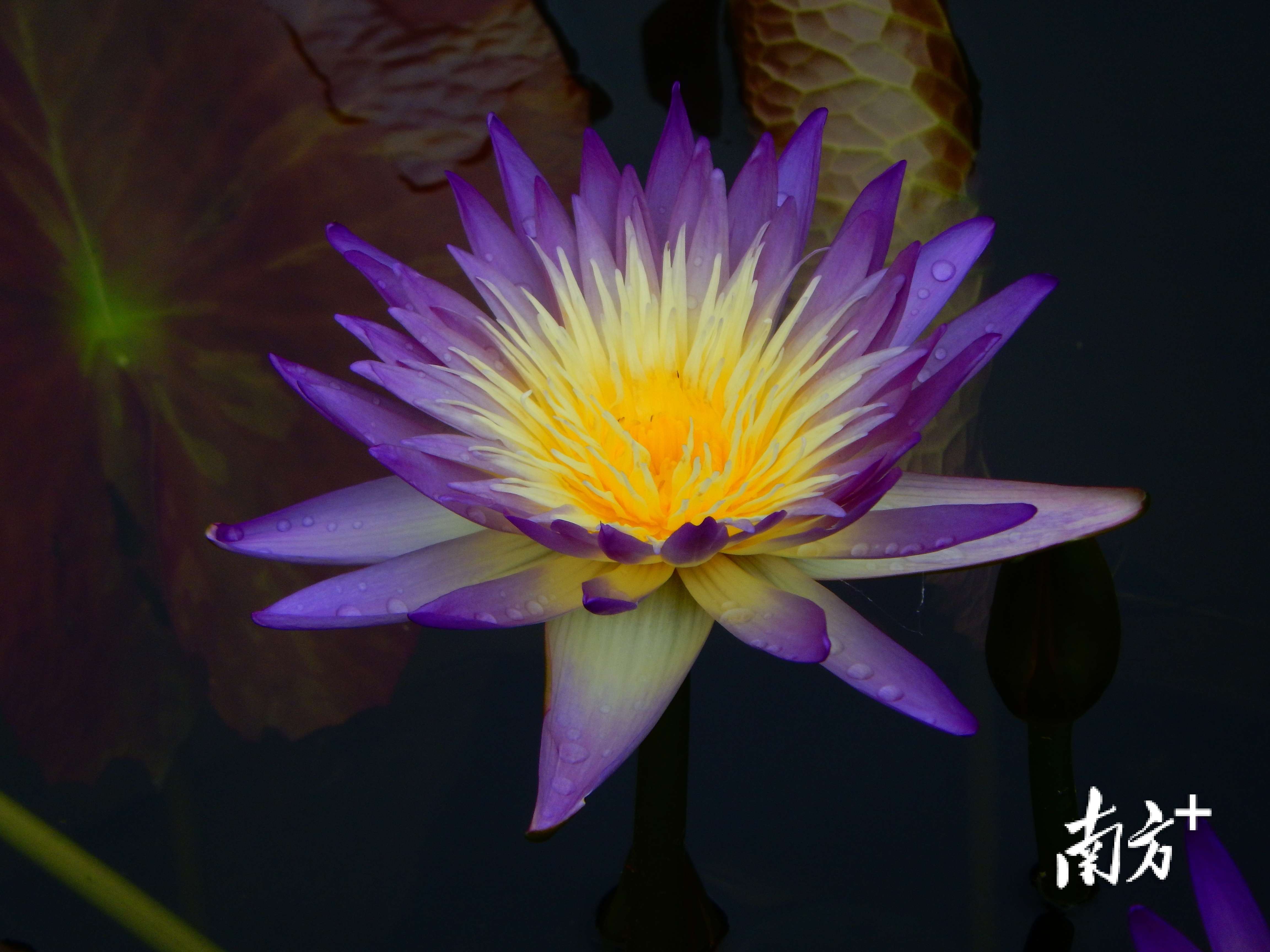    南方+ 吴伟洪 拍摄