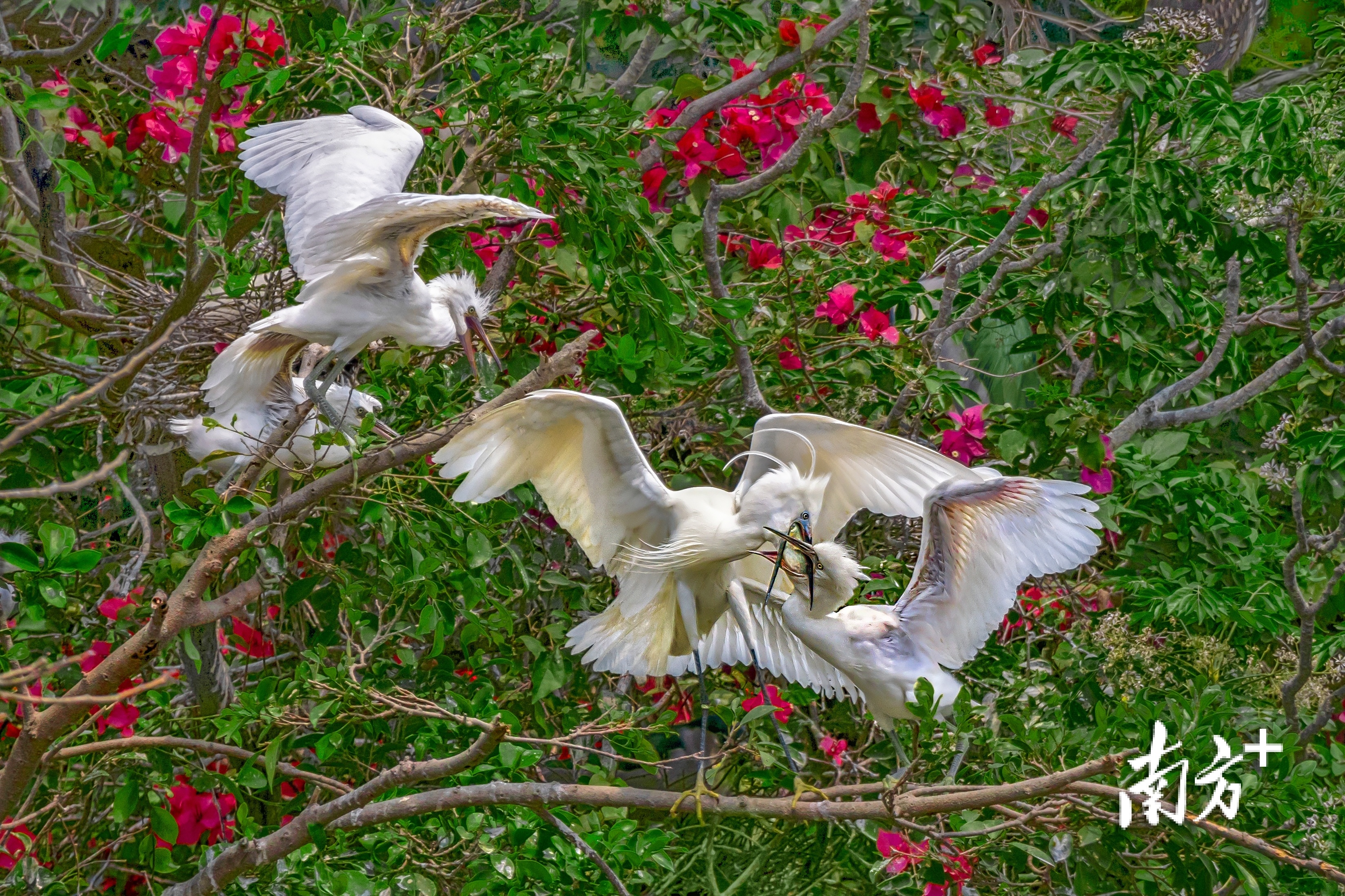    南方+ 吴伟洪 拍摄