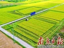 精细农业开新局，南粤大地庆丰收