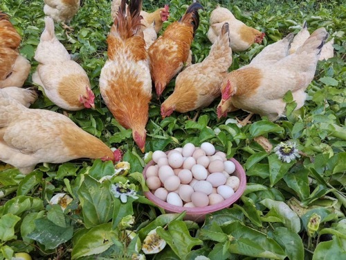 封开杏花鸡原产于该县杏花镇,其体型小、体质结实、结构均匀、被毛紧凑、前躯窄、后躯宽、体形似“沙田柚”。 封开杏花鸡原产于该县杏花镇,其体型小、体质结实、结构均匀、被毛紧凑、前躯窄、后躯宽、体形似“沙田柚”。