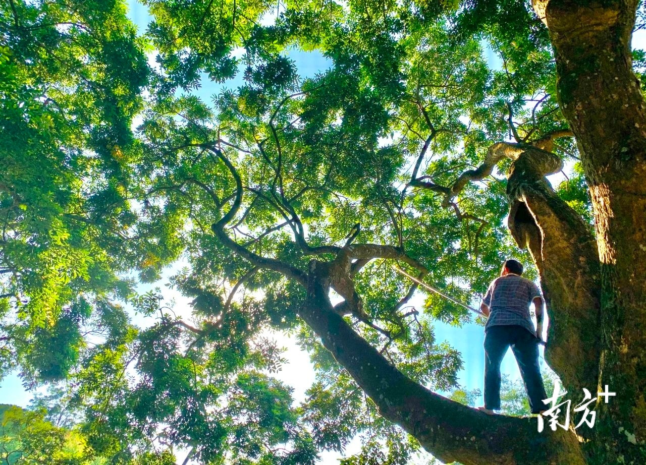 图 南方+ 朱伟良 拍摄